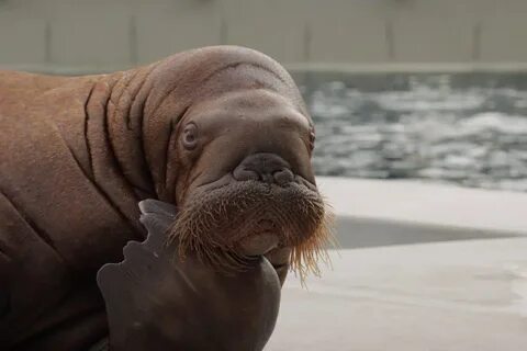 Большая моржа