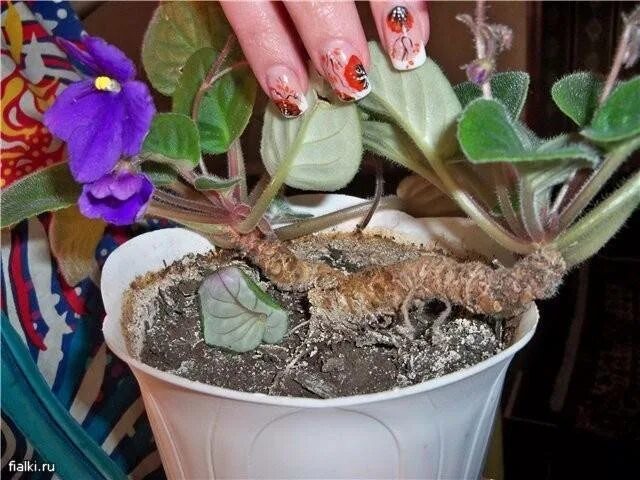 Можно пересадить фиалку во время цветения