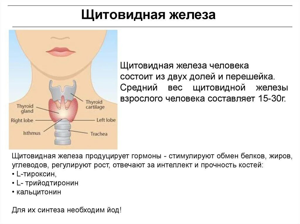Можно ли с проблемами щитовидной. Shitovidnoe Jeleza. Железы щитовидной железы. Характеристика щитовидной железы.