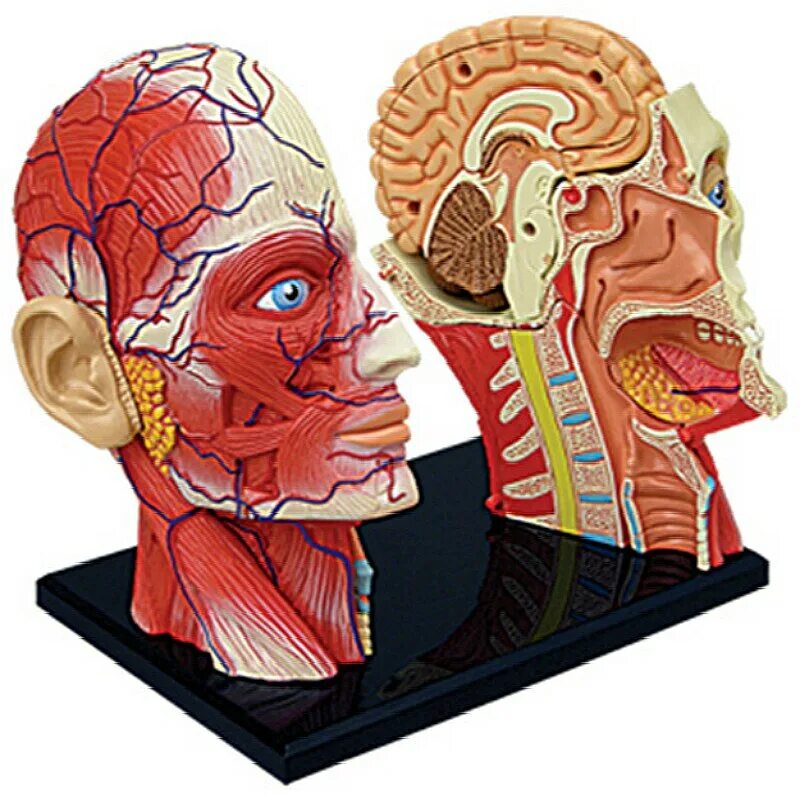 Анатомическая модель головы. "череп 3d" da147. Го ер симпсон в. Как выглядит голов. Фараон тутанхамон череп.