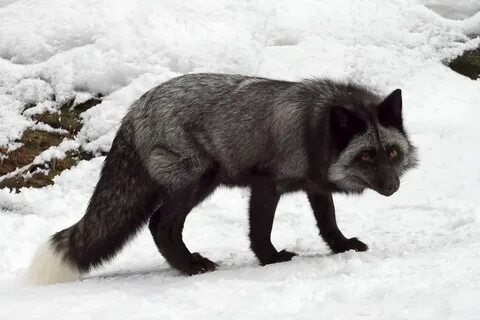 Silver fox