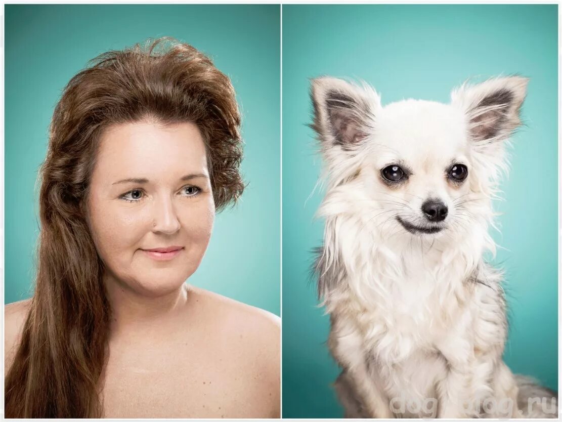 Сходство людей и собак. Собаки похожие на людей. Собаки похожие на хозяев. На какую собаку ты похож. Собаки похожие на хозяев.