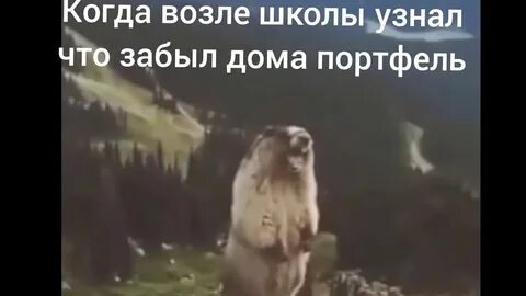 Кричащий бобер видео