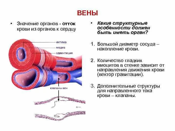 Значит вена