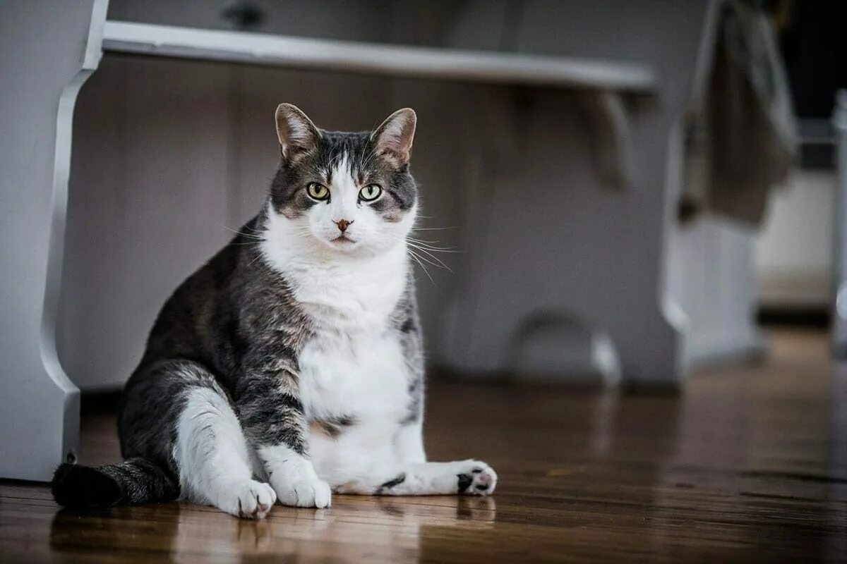 Кот сидит. Сидячая кошка. Толстый котенок. Fat pets