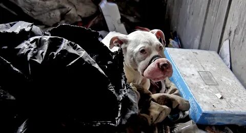 Abandoned dogs