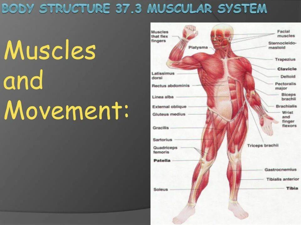 Structured body. Body structure. muscle movements. muscules movement. which muscles are involved in a muscle movement?.