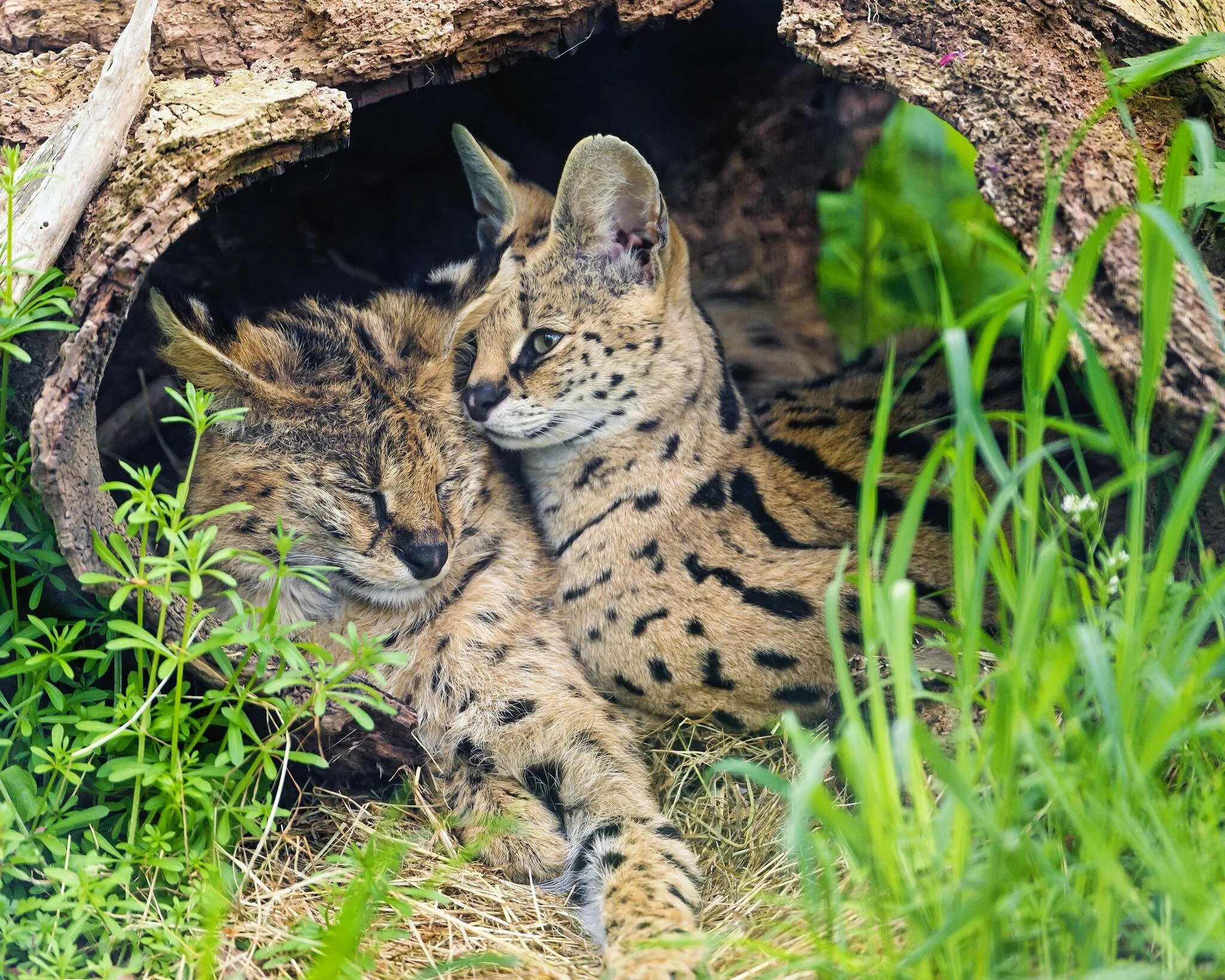 Дикие кошки картинки. Сервал кустарниковая кошка. Африканский сервал. Кошка Рысь сервал. Сервал Мяурицио.