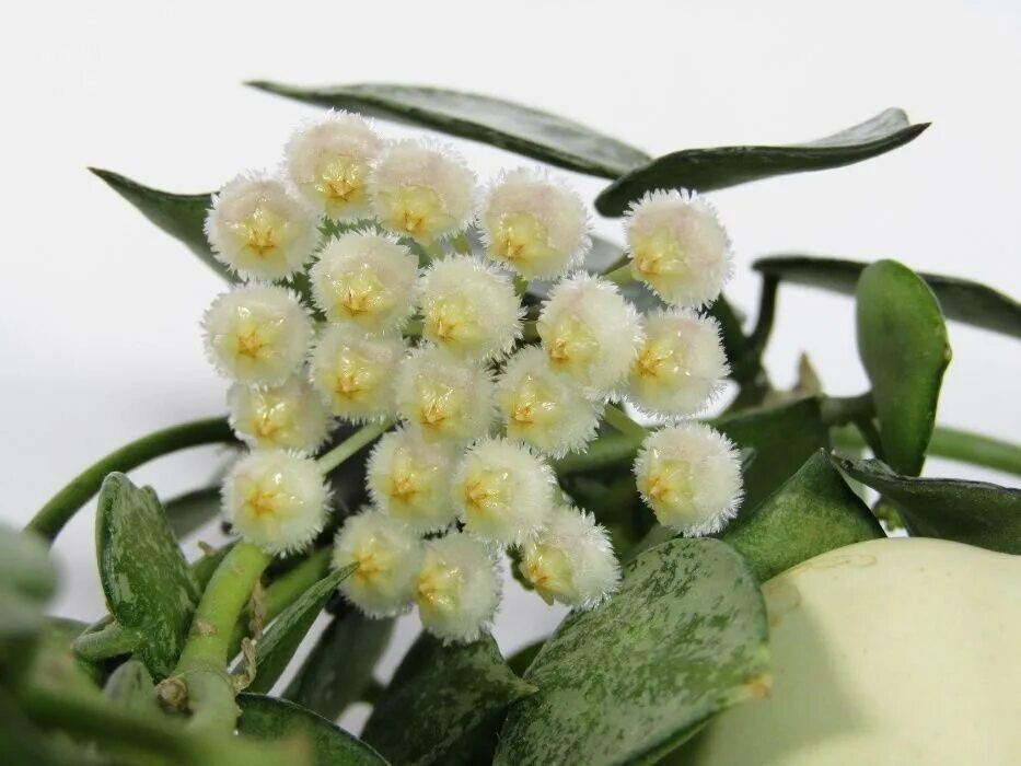 Лакуноза эскимо. Hoya lacunosa. Hoya lacunosa Eskimo. Хойя лакуноза эскимо. Хойя лакуноза (lacunosa).