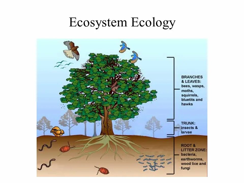 Ecosystem ecology. What is an ecosystem. What is ecology. Ecosystem in ecology. Reading about ecology