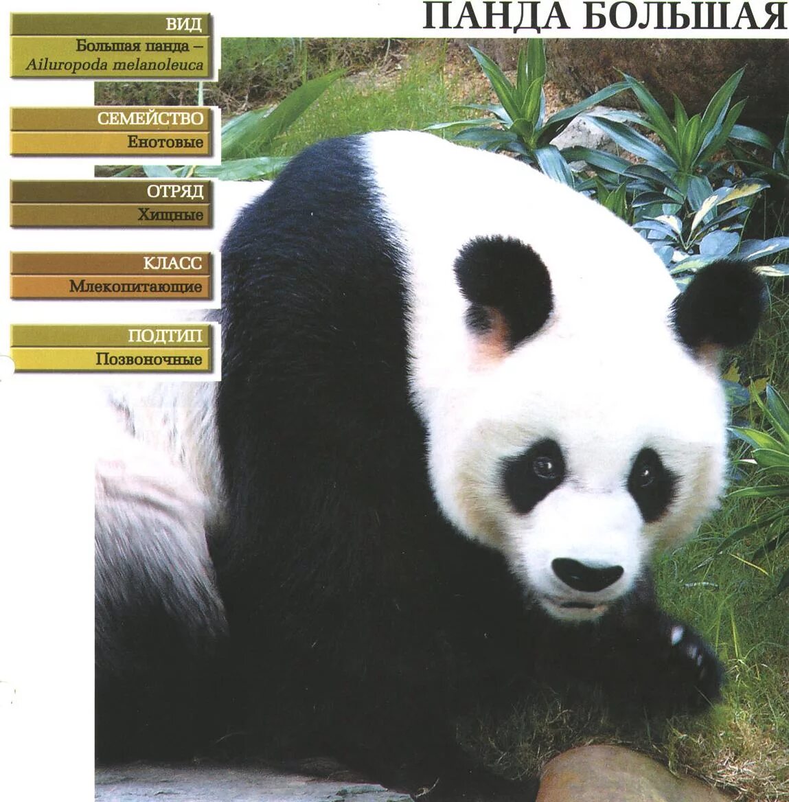 систематика панды. систематика панды. план сообщения про большую панду. Firefox кто изображен на логотипе. чем питается большая панда.