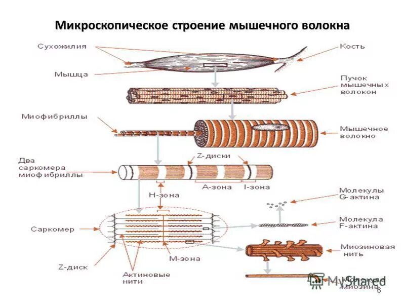 Микроскопическое строение мышц. Структура мышцы мышечного волокна. структура мышечного волокна рисунок. схема строения поперечно-полосатого мышечного волокна. строение мышечного волокна анатомия.