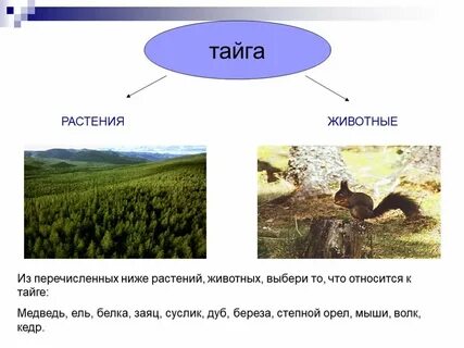 Тайга относится к лесам