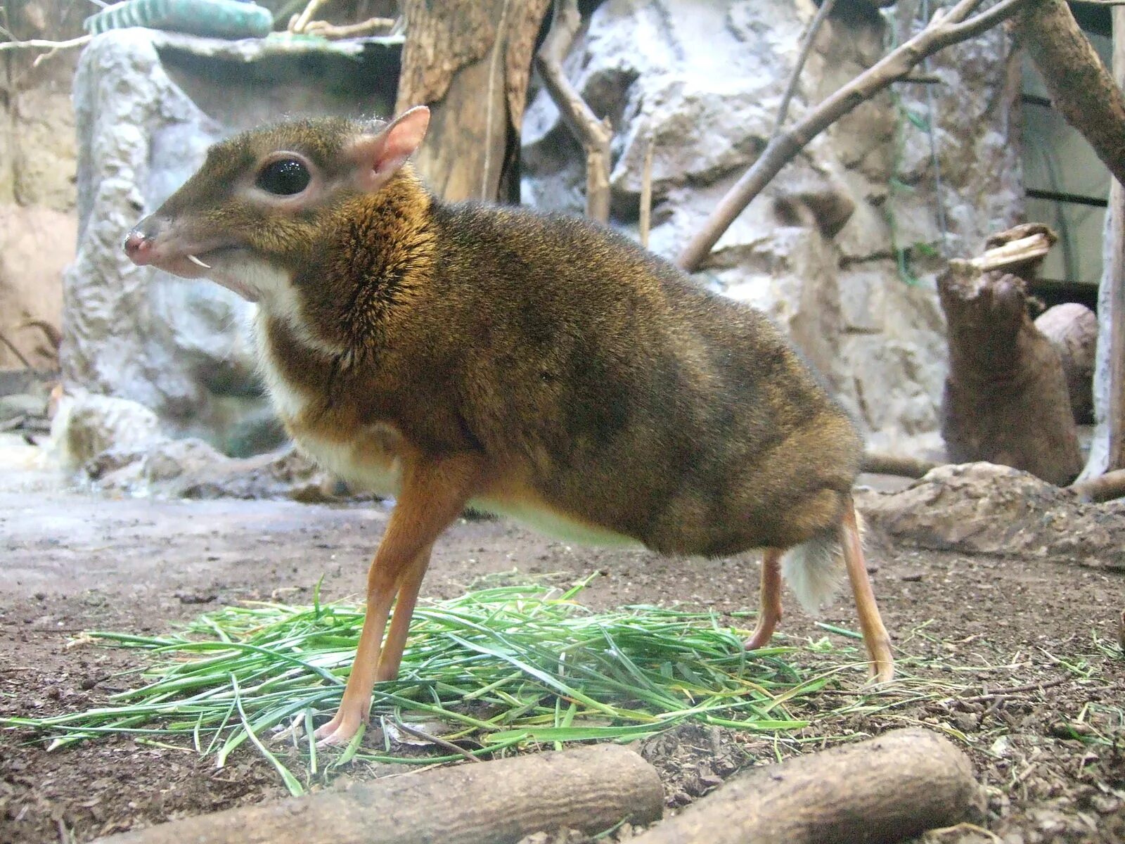 Оленья мышь
