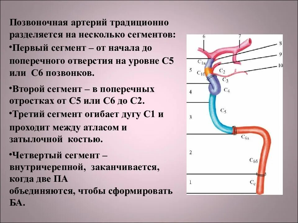 С образная извитость артерий. Извитость артерий. патологическая извитость артерий (кинкинг). кинкинг внутренней сонной артерии. койлинг внутренней сонной артерии.