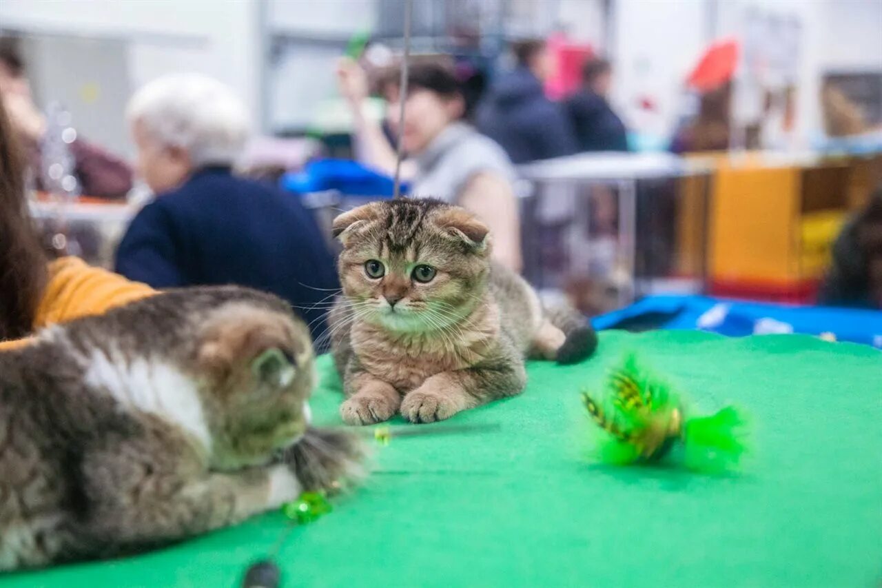 Выставка кошек. Выставка кошек в Гагаринском. Выставка кошек ТРЦ Гагаринский. Выставка кошек ВДНХ. Выставка кошек ижевск 2024