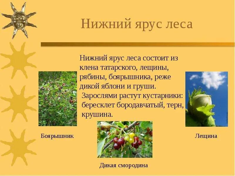 5 ярусов леса. Нижний ярус леса. растения нижнего яруса леса. кустарники нижнего яруса. охарактеризовать нижний ярус леса.