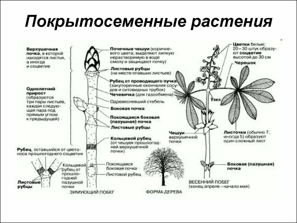 Функция покрытосеменных растений. Покрытосеменные растения схема строения. Строение цветковых покрытосеменных растений. Строение покрытосеменных растений строение цветка. Строение покрытосеменных кратко.