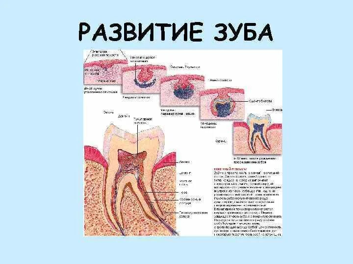 Стадии развития зуба. Эмбриональные источники развития зуба. 3 Стадии развития зубов. Основные этапы развития зуба.