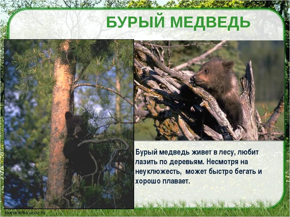 В какой природной зоне встречается медведь. Правила поведения при встрече с медведем в лесу. Правила поведения при встрече с дикими животными в лесу. Медведь бежать быстрее товарища. Быстро ли бегает медведь.
