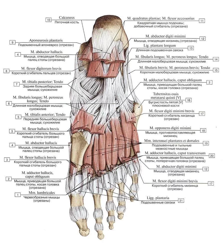 Приводящие латынь. Червеобразные мышцы стопы анатомия. Мышцы подошвы стопы медиальная группа. Тыльные межкостные мышцы стопы. Мышцы латеральной группы подошвы.