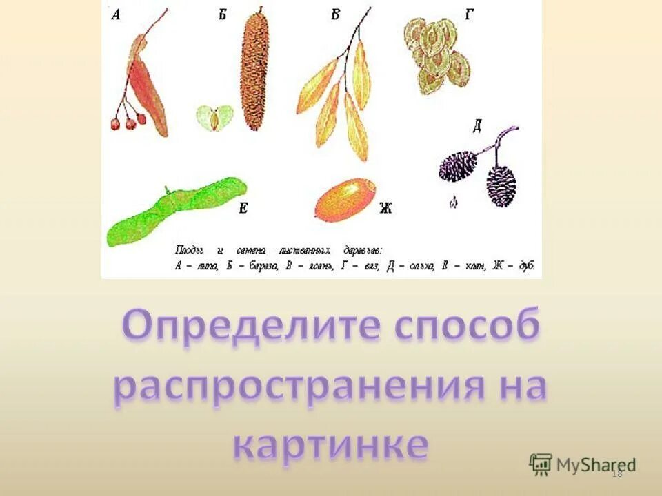 Каким способом распространяется. Распространение плодов и семян. Распространение семян березы. Плоды березы способ распространения. Способ распространения семян березы.