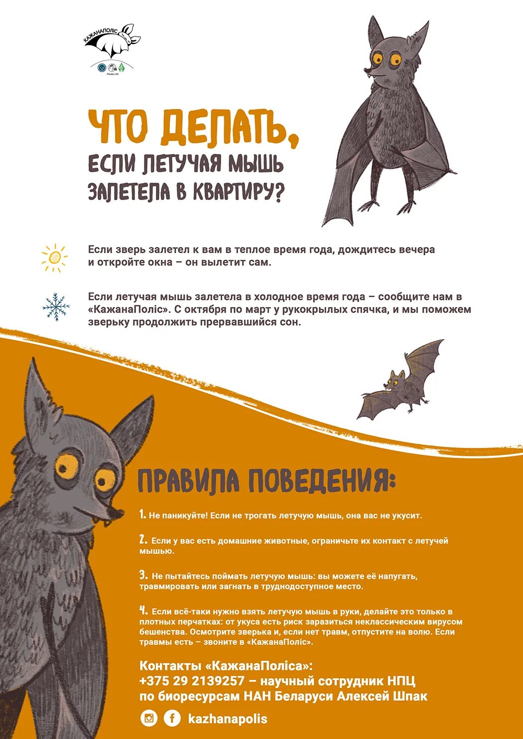 Летучая мышь залетела в квартиру. Летучая мышь залетела в дом. Летучая мышь залетела в дом. Что делать если залетела летучая. К чему в дом залетает летучая мышь.