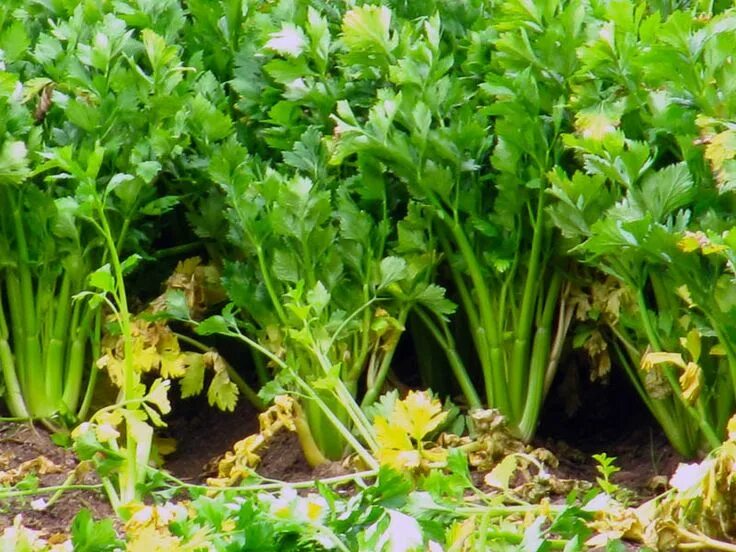 Куда можно использовать сельдерей. Сельдерей apium graveolens. сельдерей многолетний сибирь. эфиромасличное растение сельдерей. дикий сельдерей.