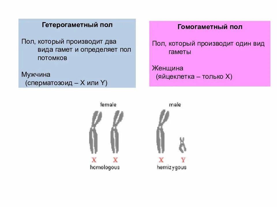 Гомогаметный и гетерогаметный пол. Гомогаметный пол и гетерогаметный пол это. Примеры гомогаметного и гетерогаметного пола. Определение пола гомогаметный.