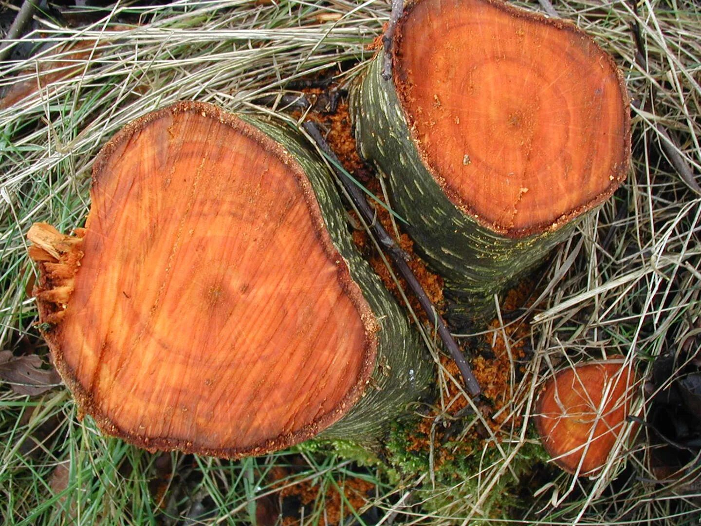 Срез дерева. Красное махагониевое дерево. Ольха древесина. Ольха дерево спил. Ольха срез дерева.