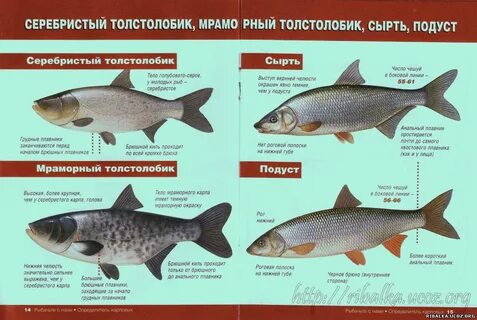 Какая рыба относится к белой