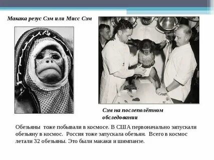 Обезьяна полетела в космос