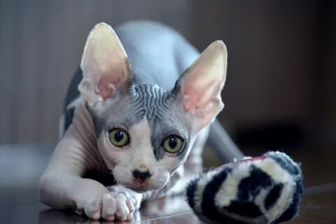 Фотографии лысой кошки