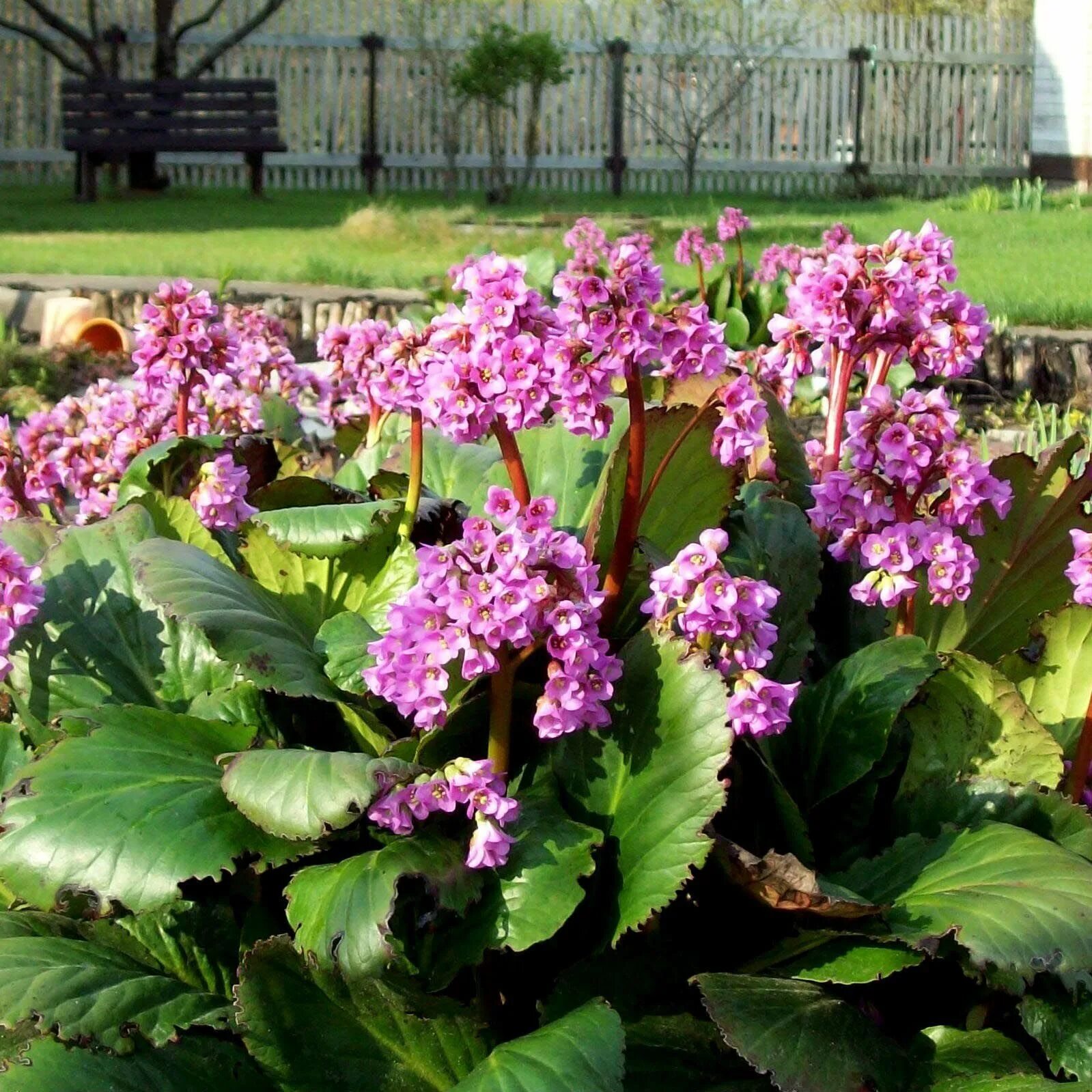 Бадан сердцелистный rotblum. Бадан сердцелистный(Вergenia cordifolia. Бадан сердцелистный (Bergenia cordifolia). Бадан Винтерглют. Цветок бадан фото и описание