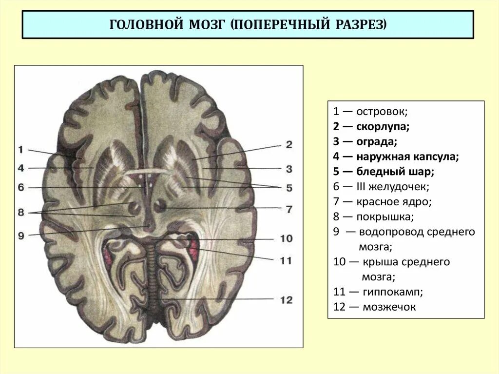 Срез головного мозга. Строение головного мозга фронтальный разрез. горизонтальный разрез головного мозга базальные ядра. конечный мозг вид снизу. желудочки головного мозга поперечный срез.
