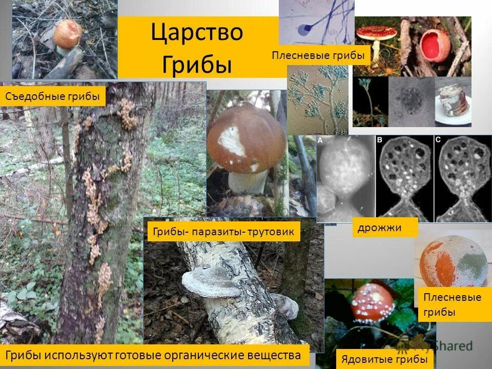 биология 5 класс плесневелые грибы и дрожжи презентация. плесневые одноклеточные грибы дрожжи. одноклеточные плесневые грибы. дрожжевые грибы биология. грибы ядовитые и съедобные шляпочные плесневые.