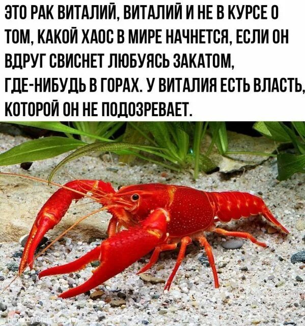 Смешные мемы про онкологию Ольга Генева ВКонтакте