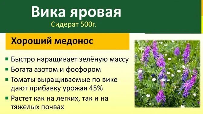 Когда сеять вику. Вика озимая семена фото и описание. Сидерат вика озимая. Вика яровая поле. Трава вико-овсяная.