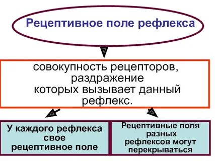 Поле рефлекса
