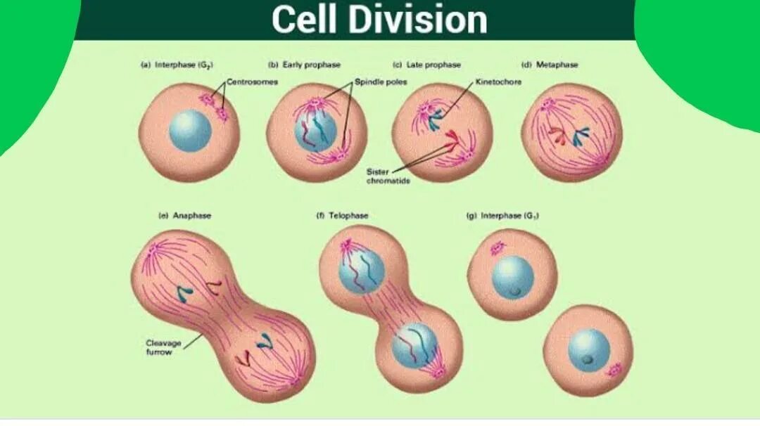 Div cell