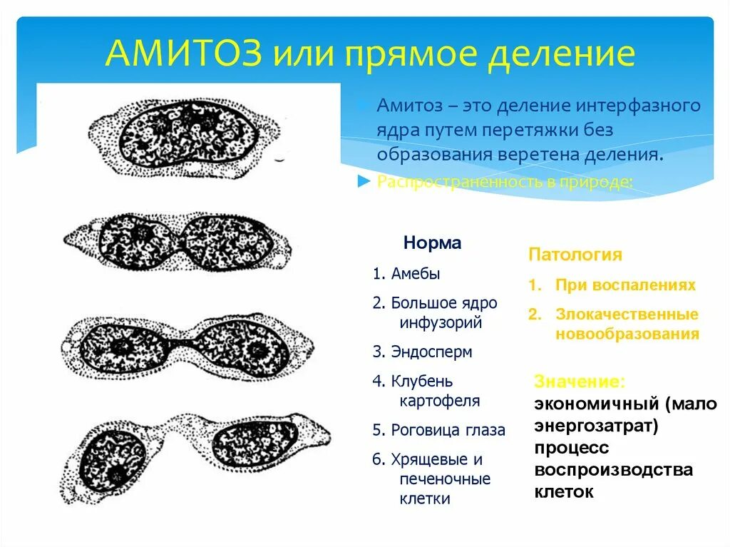 Способы деления клеток амитоз. Фрагментация амитоз. Деление клетки амитоз. Амитоз схема деления. Амитоз схема.