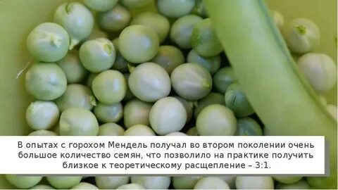 Эксперимент с горохом