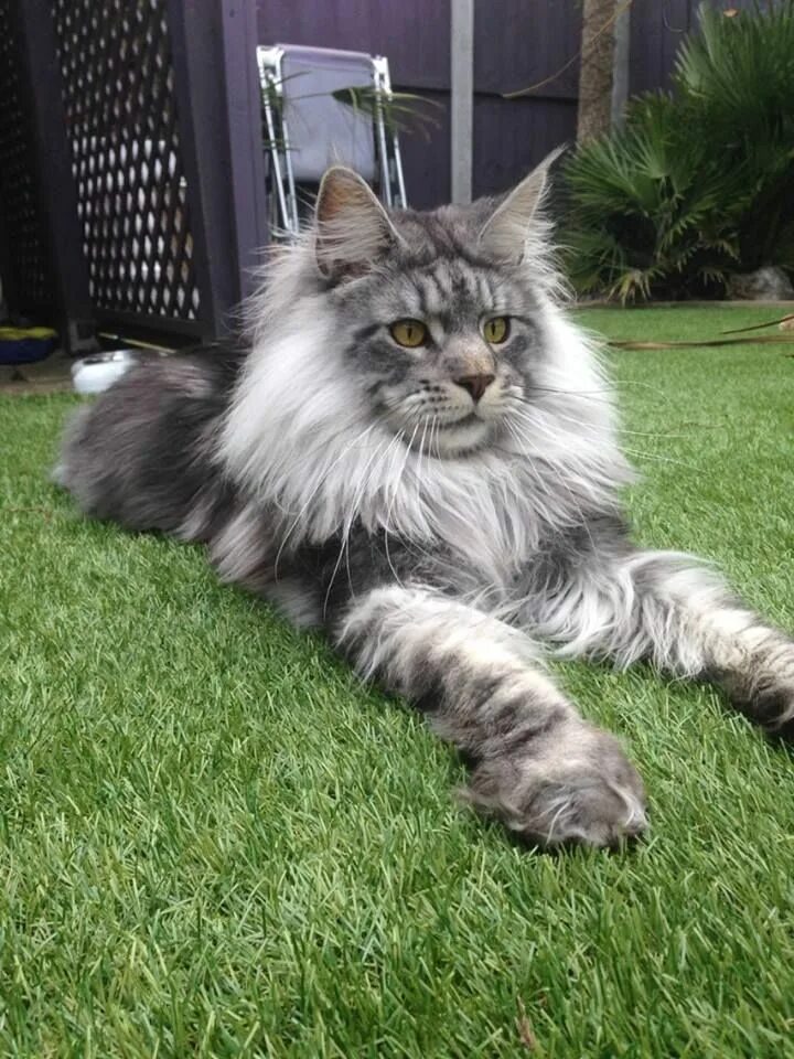 Pin on Maine coons kitties