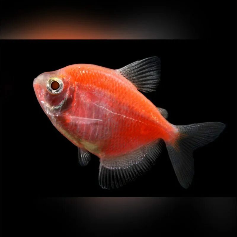 Тернеция какой размер. Тернеция glofish оранжевая. тернеция гло красная. тернеция аквариумная рыбка. тернеция гло оранжевая.