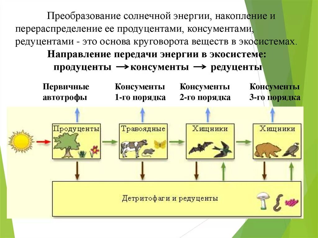 Бактерии грибы в круговороте веществ выполняют роль. Цепь питания из 4 звеньев редуценты продуценты консументы. Составить цепи питания продуценты консументы редуценты. Типы питания продуценты редуценты. Продуценты 2) консументы 3) редуценты.