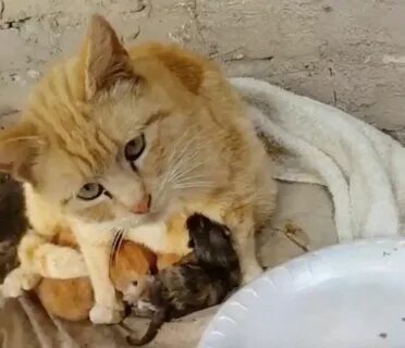 Защищает котенка