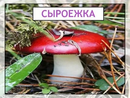 Сыроежки фонетический