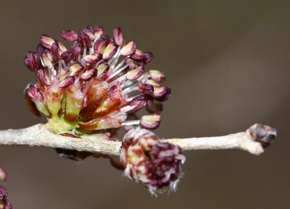English Elm (Ulmus procera) : E2BN Gallery