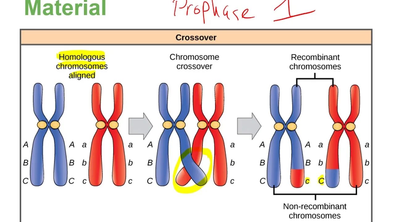 Случайная комбинация негомологичных хромосом в мейозе. Строение хромосомы после репликации ДНК. Сцепленные хромосомы кроссинговер. Гомологичные хромосомы схема. Схема кроссинговера.