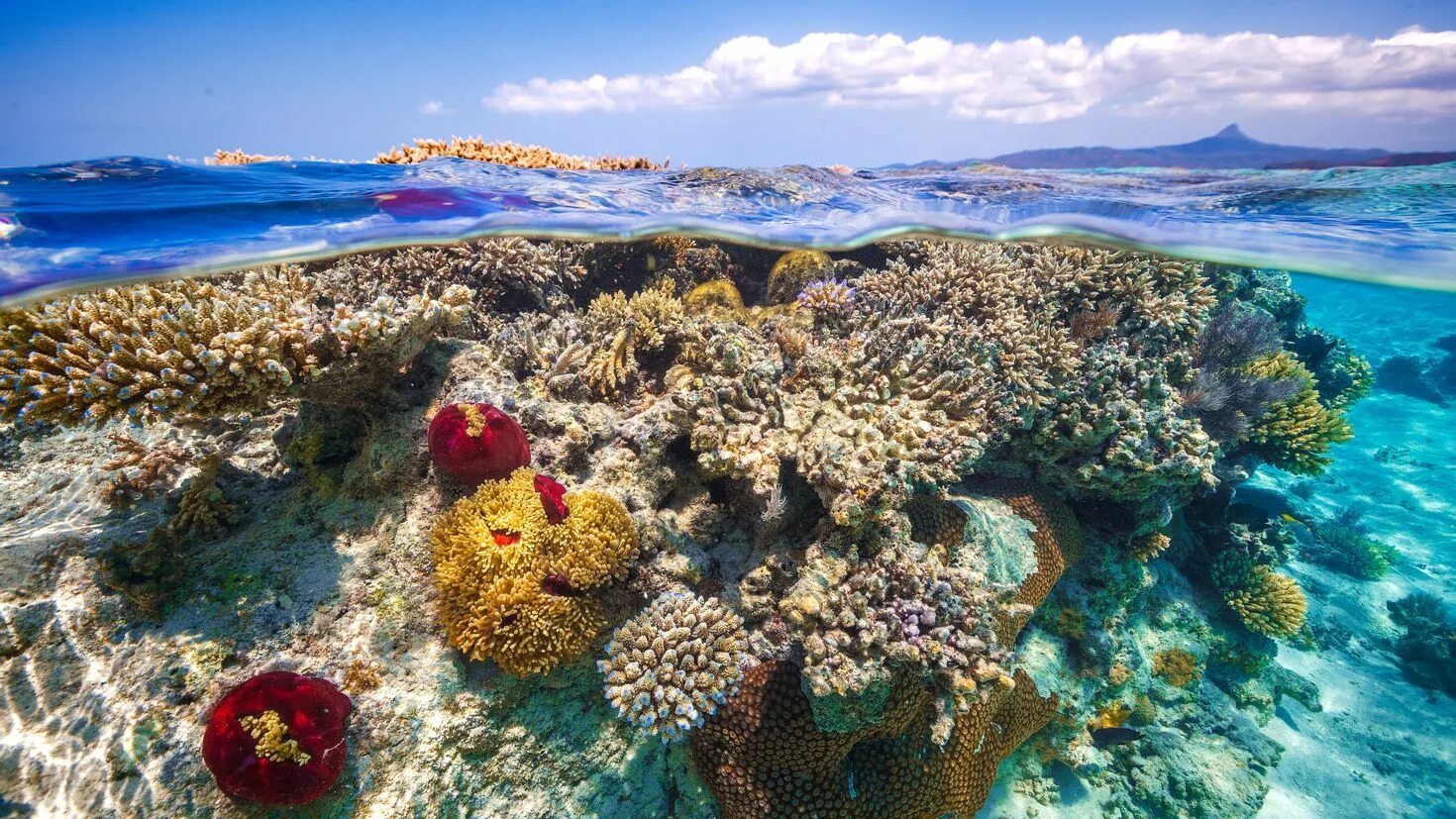 Коралловый риф 4. Остров риф (Reef Island). Коралловый Барьерный риф. Коралловые рифы Тихого океана. Остров Занзибар коралловые рифы.